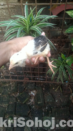 আছিল/ফাইটার মুরগি